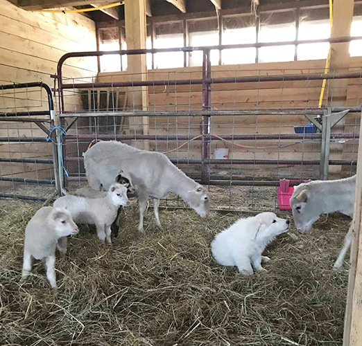 AJ’s Happy Chick Farm