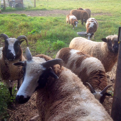 The Dancing Pony Sheep Farm