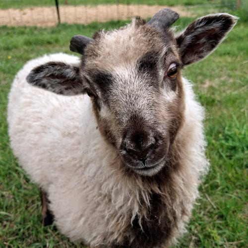 Fern Bridge Farm LLC