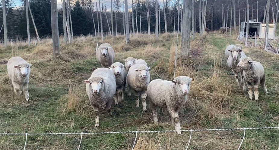 Green Mountain Merino at Whitefield Hop Yard