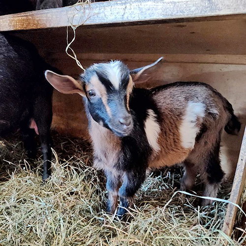 Honig Dairy Goat Farm
