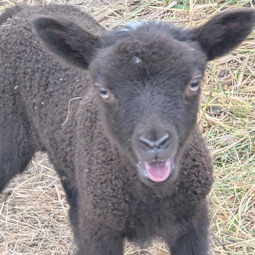 Inse Acres Registered Shetlands