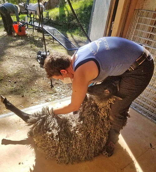 Leslie Sullivan – Snow House Shearing