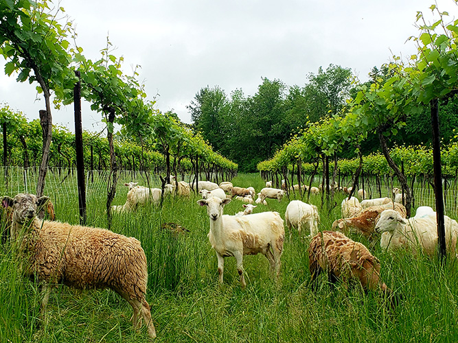 Sustainable Solar Grazing
