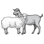 Jenifer Morgan-Davie