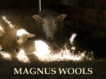 Magnus Wools