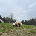 Wild Meadow Farm, Fiber and Flowers