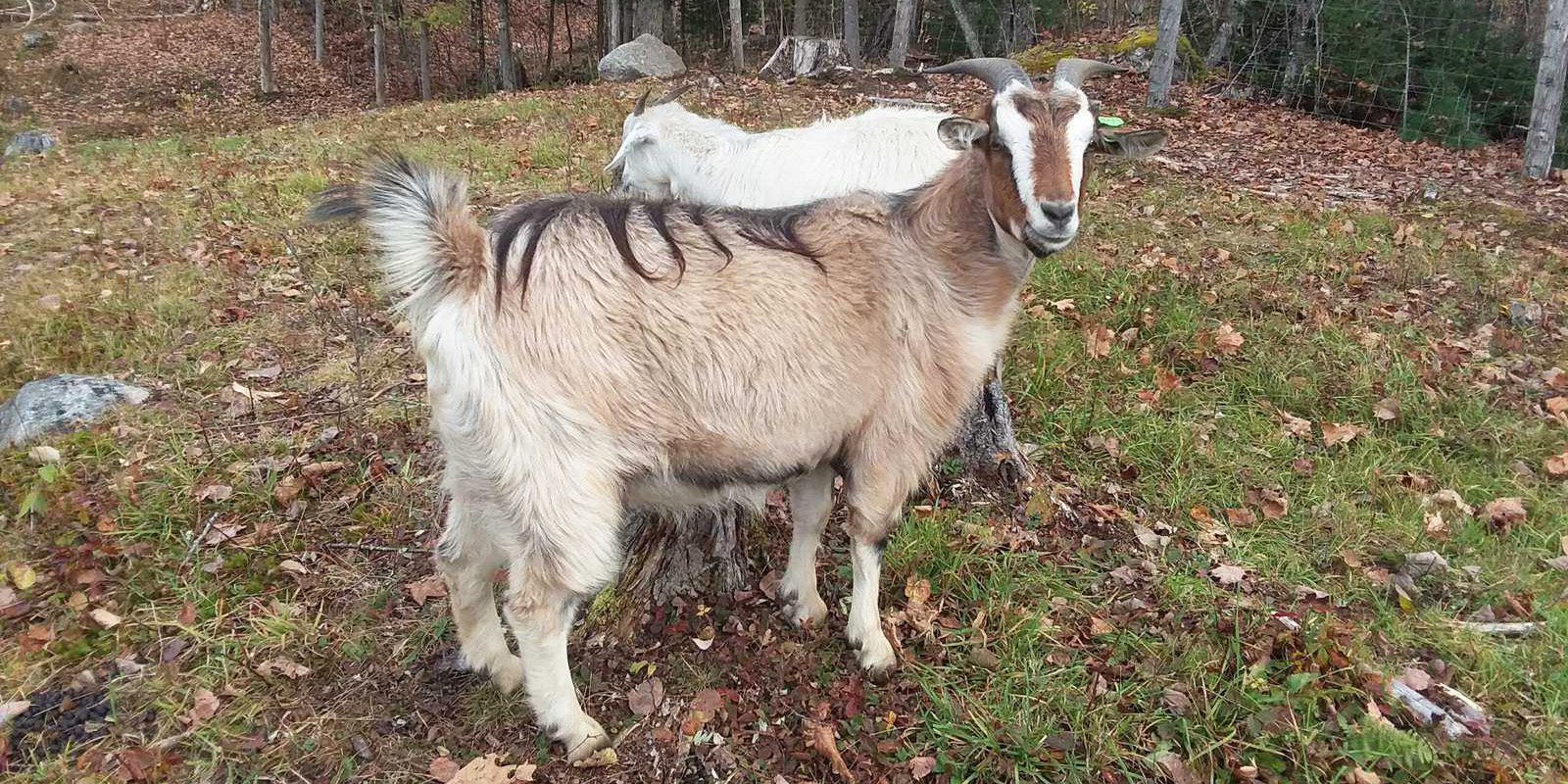 Starbright Farm - member - VT Sheep & Goat Assoc