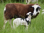 2026 Katahdin Ewe Lambs - Fall Pickup - $375 (Shaftsbury)