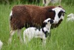 2026 Katahdin Ewe Lambs - Fall Pickup - $375 (Shaftsbury)