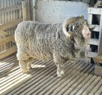 Merino Lambs Sired by Saxon Merino Rams of the Legendary Winton Stud in Tasmania