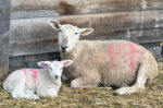 Border Leicester/Cross Starter Flock For Sale