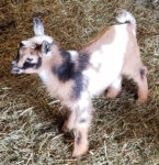 Nigerian Dwarf goats from Honig Dairy Goat Farm