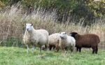Rock Point Sheep Flock Rock Point Sheep Flock