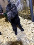 Friendly ADGA Registered/Registerable Nigerian Dwarf Goats
