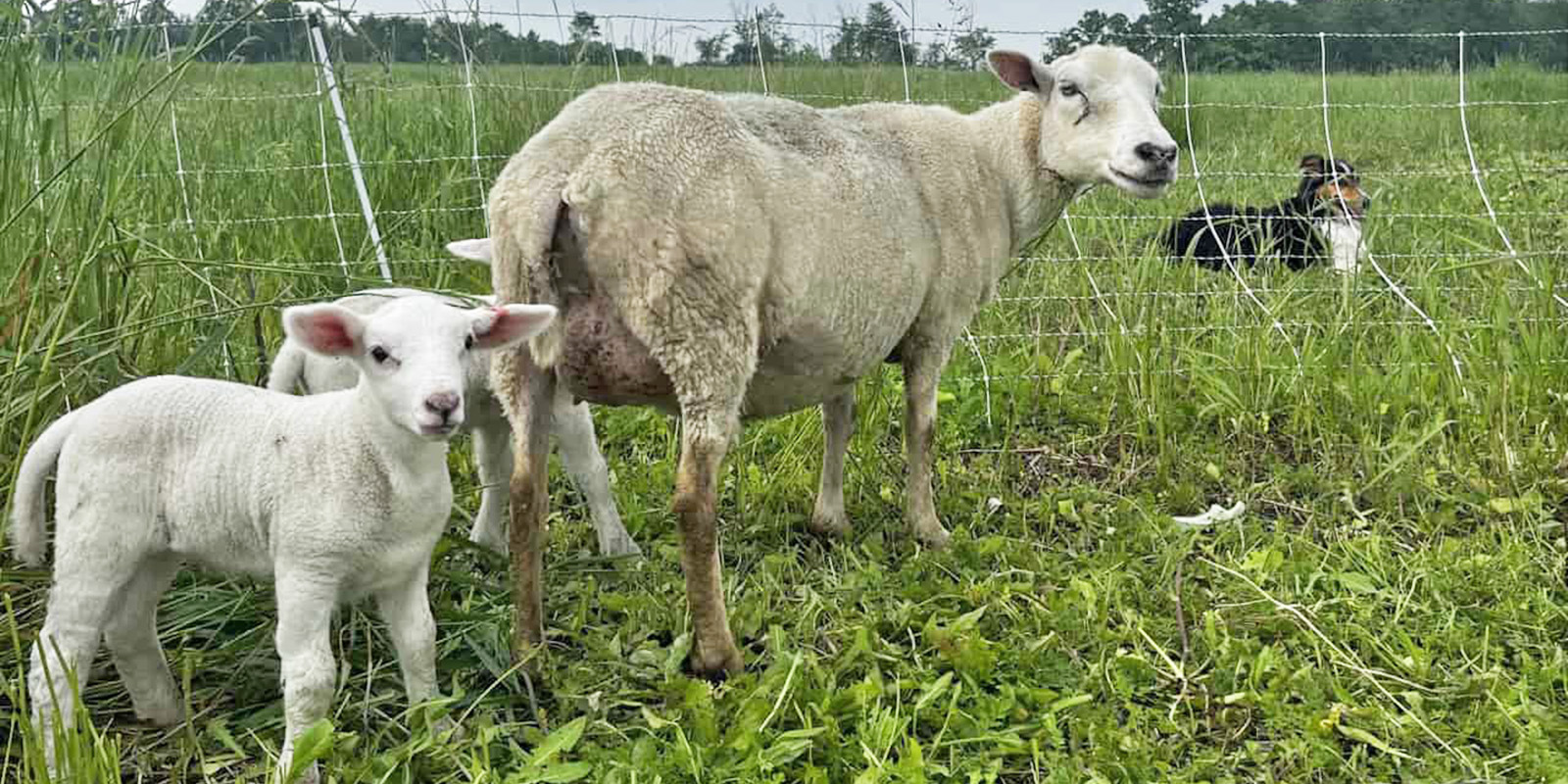 Yankee Rock Farm - member - Vermont Sheep & Goat Assoc