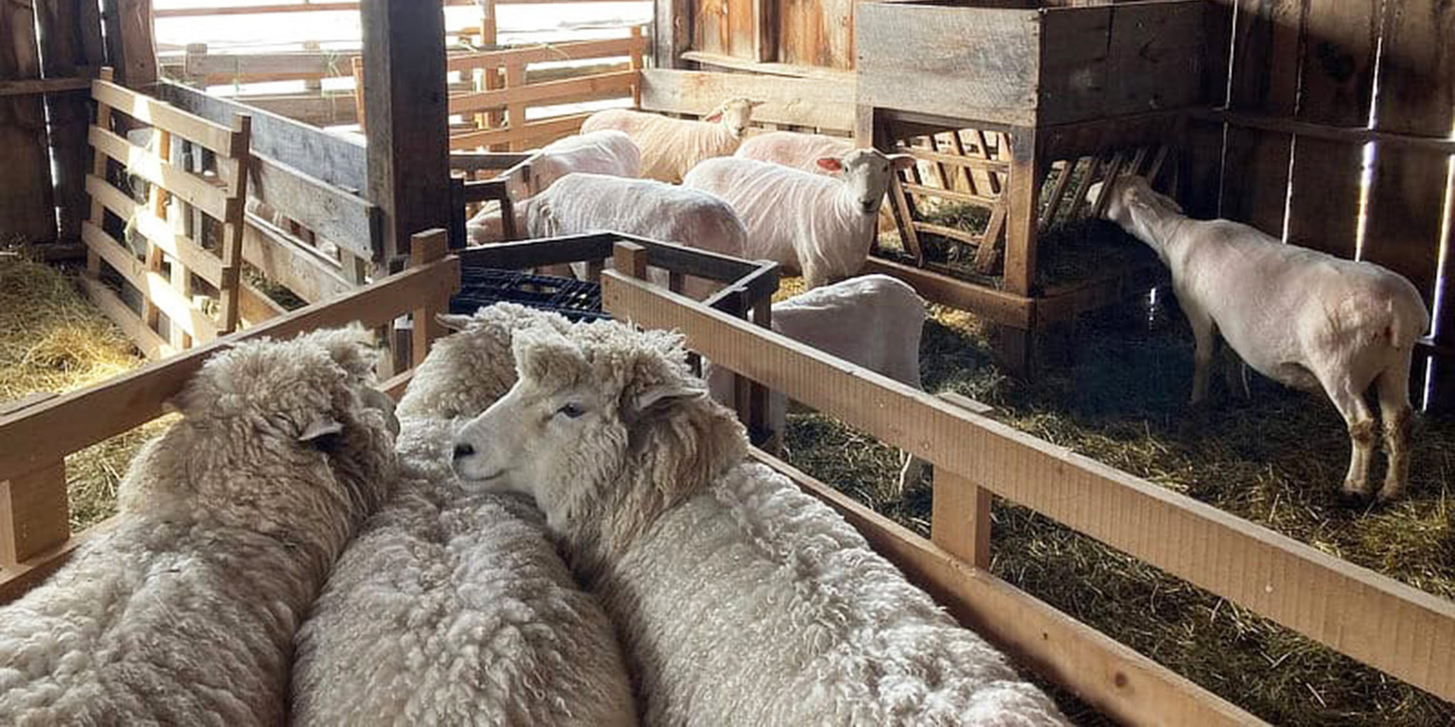 Broadbrook Farm - member - Vermont Sheep & Goat Assoc