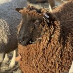 2 yr old Black Coopworth Ram